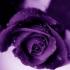 Profile picture for user estela cardoso